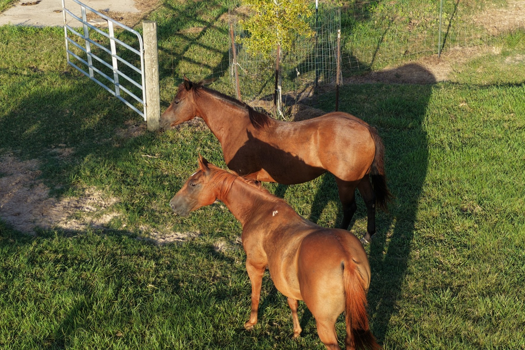 Aerial view of horse property in South Louisiana